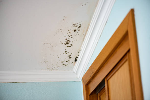 Best Attic Mold Removal  in New Kensington, PA
