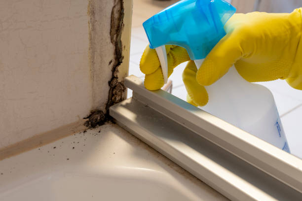 Best Toxic Mold Removal  in New Kensington, PA