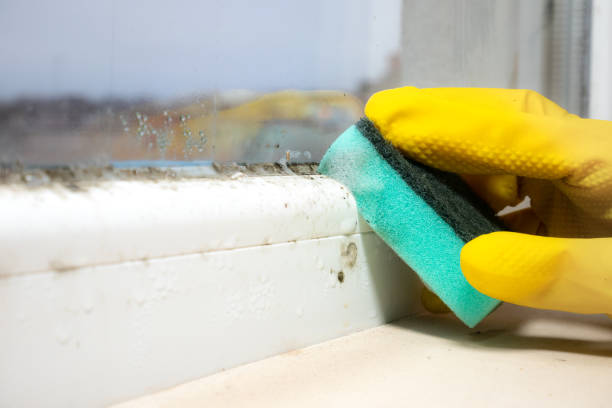 Best Attic Mold Removal  in New Kensington, PA
